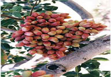 امکانسنجی و طرح توجیهی فنی اقتصادی توسعه باغ پسته امکانسنجی و طرح توجیهی فنی اقتصادی توسعه باغ پسته