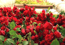 امکانسنجی احداث واحد گلخانه گل رز امکانسنجی احداث واحد گلخانه گل رز