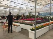 احداث پایانه صادراتی گل و گیاهان زینتی