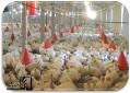 طرح توجیهی فنی اقتصادی احداث واحد پرورش مرغ گوشتی 40 هزار قطعه