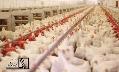 طرح توجیهی پرورش طیور صنعتی در قالب فارم‌های بزرگ تولید گوشت و تخم مرغ