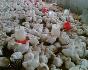 امکان‌سنجی -طرح توجیهی فنی اقتصادی- احداث واحد تولید مرغ گوشتی 120,000 واحدی